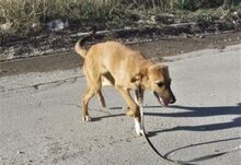 NABIA, Hund, Mischlingshund in Bulgarien - Bild 6