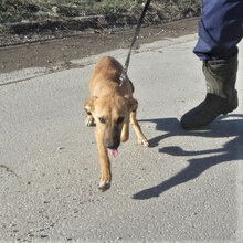 NABIA, Hund, Mischlingshund in Bulgarien - Bild 7