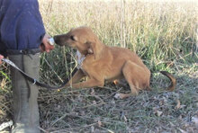 NABIA, Hund, Mischlingshund in Bulgarien - Bild 8