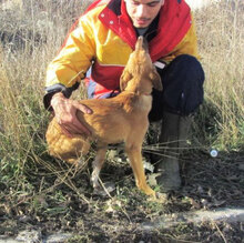 NABIA, Hund, Mischlingshund in Bulgarien - Bild 9