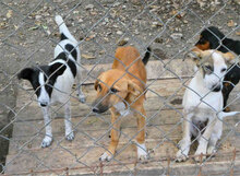 GISI, Hund, Mischlingshund in Bulgarien - Bild 12