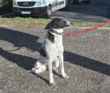 GISI, Hund, Mischlingshund in Bulgarien - Bild 2