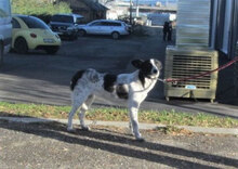 GISI, Hund, Mischlingshund in Bulgarien - Bild 5
