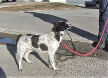 GISI, Hund, Mischlingshund in Bulgarien - Bild 8