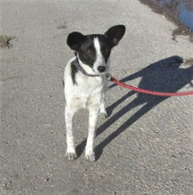 GISI, Hund, Mischlingshund in Bulgarien - Bild 9