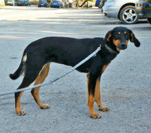 IMANY, Hund, Mischlingshund in Bulgarien - Bild 1