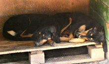 IMANY, Hund, Mischlingshund in Bulgarien - Bild 11