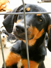 IMANY, Hund, Mischlingshund in Bulgarien - Bild 12