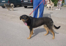 IMANY, Hund, Mischlingshund in Bulgarien - Bild 13