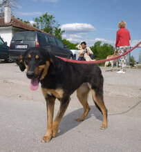 IMANY, Hund, Mischlingshund in Bulgarien - Bild 14