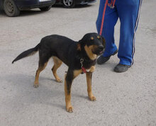 IMANY, Hund, Mischlingshund in Bulgarien - Bild 15