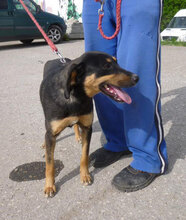 IMANY, Hund, Mischlingshund in Bulgarien - Bild 16
