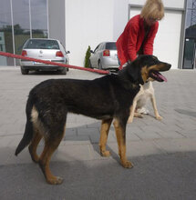 IMANY, Hund, Mischlingshund in Bulgarien - Bild 17