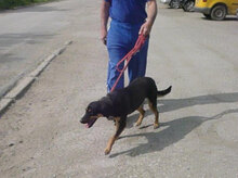 IMANY, Hund, Mischlingshund in Bulgarien - Bild 18