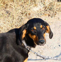 IMANY, Hund, Mischlingshund in Bulgarien - Bild 2