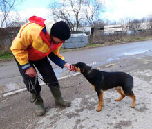 IMANY, Hund, Mischlingshund in Bulgarien - Bild 21