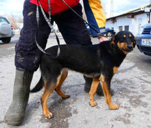 IMANY, Hund, Mischlingshund in Bulgarien - Bild 22