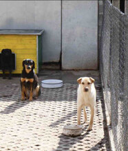 IMANY, Hund, Mischlingshund in Bulgarien - Bild 23
