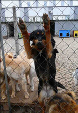 IMANY, Hund, Mischlingshund in Bulgarien - Bild 24