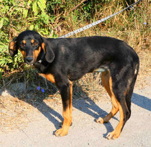 IMANY, Hund, Mischlingshund in Bulgarien - Bild 3