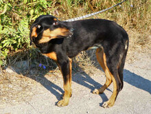 IMANY, Hund, Mischlingshund in Bulgarien - Bild 4