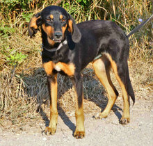 IMANY, Hund, Mischlingshund in Bulgarien - Bild 5