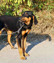 IMANY, Hund, Mischlingshund in Bulgarien - Bild 6