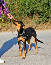 IMANY, Hund, Mischlingshund in Bulgarien - Bild 7