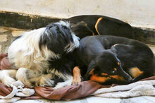 IMANY, Hund, Mischlingshund in Bulgarien - Bild 8