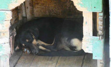 IMANY, Hund, Mischlingshund in Bulgarien - Bild 9
