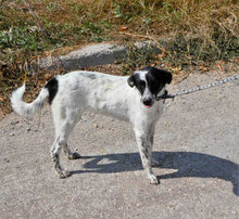 MERLINDA, Hund, Mischlingshund in Bulgarien - Bild 1