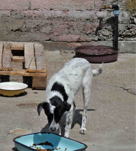 MERLINDA, Hund, Mischlingshund in Bulgarien - Bild 12