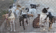MERLINDA, Hund, Mischlingshund in Bulgarien - Bild 13