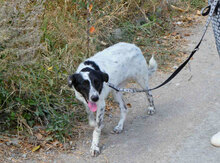 MERLINDA, Hund, Mischlingshund in Bulgarien - Bild 2