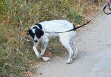MERLINDA, Hund, Mischlingshund in Bulgarien - Bild 3