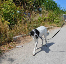 MERLINDA, Hund, Mischlingshund in Bulgarien - Bild 4