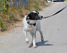 MERLINDA, Hund, Mischlingshund in Bulgarien - Bild 5