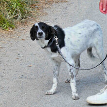 MERLINDA, Hund, Mischlingshund in Bulgarien - Bild 6