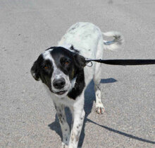 MERLINDA, Hund, Mischlingshund in Bulgarien - Bild 8