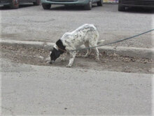 MERLINDA, Hund, Mischlingshund in Bulgarien - Bild 9