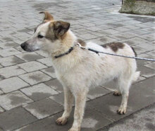 ALVIN, Hund, Mischlingshund in Bulgarien - Bild 1