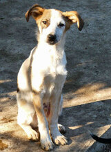 ALVIN, Hund, Mischlingshund in Bulgarien - Bild 10