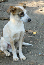 ALVIN, Hund, Mischlingshund in Bulgarien - Bild 11