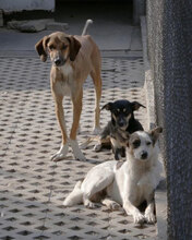 ALVIN, Hund, Mischlingshund in Bulgarien - Bild 14