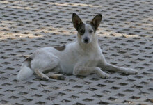 ALVIN, Hund, Mischlingshund in Bulgarien - Bild 15