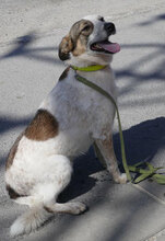 ALVIN, Hund, Mischlingshund in Bulgarien - Bild 16