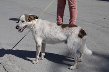 ALVIN, Hund, Mischlingshund in Bulgarien - Bild 17