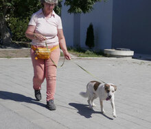 ALVIN, Hund, Mischlingshund in Bulgarien - Bild 18