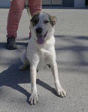 ALVIN, Hund, Mischlingshund in Bulgarien - Bild 19