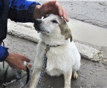 ALVIN, Hund, Mischlingshund in Bulgarien - Bild 2
